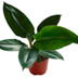 PLANTA PHYLODENDRO NATURAL