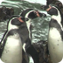 Zoo Helping Peru Penguins