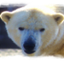 Seaworld: Polar Bear Info
