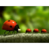 Minuscule - The ladybug