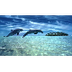 ♫ Dolphin dreams ♫ Melody ocea