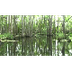 Louisiana Bayou - YouTube
