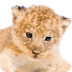 LION Cub