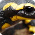 Tritons et salamandres - Docum