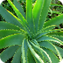Aloe, the miracle plant