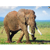 Elephant Cam