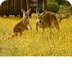 Red Kangaroo - Mammals