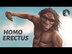 Homo Erectus - The First Human