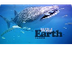 Wild Earth TV