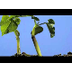 Video crecimiento de una plant