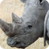 Illegal Rhino Trade