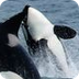 Killer Whales (Orcas), Killer 