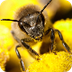 How Many Flowers Can Bee Polli