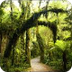 Video -- Canadian Rain Forest