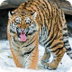 Tiger Facts For Kids