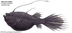 Anglerfish | fish | Britannica