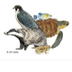 Vertebrados Ibéricos