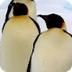 Emperor Penguin