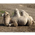 De kameel