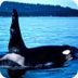 Orcas - Oceans - explore