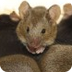 Mice Information 