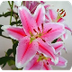 Disección de una flor - Experi