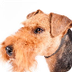 Welsh Terrier Dog Breed Inform