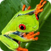 Red-Eyed Tree Frog Facts - Aga