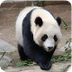 Panda Cam 
