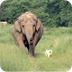 Friends-Elephant and Dog