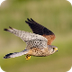 Torenvalk | Vogelbescherming