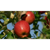 HBB: De appelboom