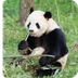 Panda Cam - Atlanta Zoo