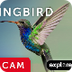 Live Cam: Hummingbirds