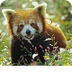 Red Pandas