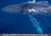 KDE Ocean