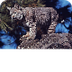 Bobcat ELM