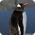 Curious gentoo penguin - YouTu