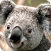 Koalas, Koala Pictures, Koala 