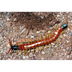 Life Cycle of a Centipede | An