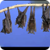 Bat facts 