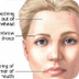 Cranial Nerves Song