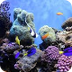 10 Ways to Help Save the Ocean