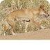 Dingo - Mammals