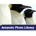 Penguin Photos