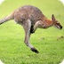 kangoeroe, jong kruipt terug i