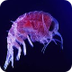 Zooplankton- Enchanted Learnin