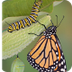 Butterfly Life Cycle: Article 