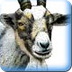  Goats -