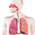 Respiratory System: Facts, Fun